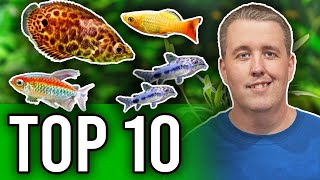 Top 10 Fish That Are Perfect For Planted Aquariums
