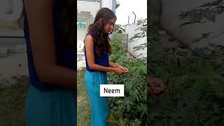 #kuppaimeni #neem #naturalbathlotion #naturelovers #naturalbath