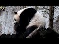 20200208 圓仔睡到差點翻不起身 the giant panda yuan zai