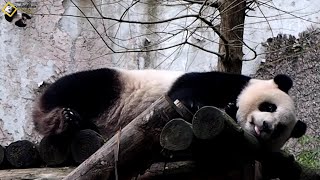 20200208 圓仔睡到差點翻不起身 The Giant Panda Yuan Zai