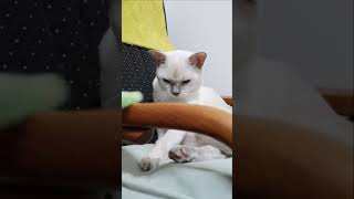 【猫】すばらしい猫のあごのせ(動画の後半)😸