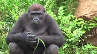 シャバーニ家族 333 Shabani family gorilla