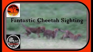 Fantastic Cheetah sighting