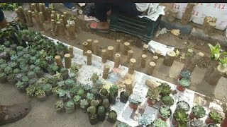 Prices of Succulent Brazil Bamboo winter flowers and fertilizer in Hindi Galiff Street Plant Market