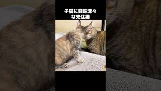 子猫に興味津々で近づきまくる先住猫　#shorts