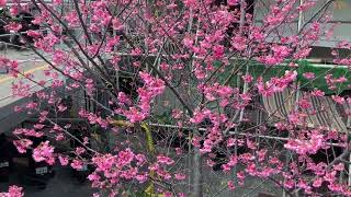 【満開の桜】Cherry blossoms are the smile of spring(桜は春の微笑みです)