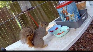 Squirrel mischief, and a choice of Apple, Raspberry, or Strawberry. What will they choose?