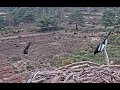 Magpie and Ravens? or Crows? playing tag on Poole Harbour Osprey nest 15 Feb 2022