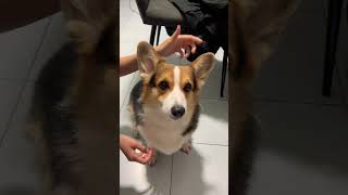 ผลัดขนที ผอมเลย #corgi #คอร์กี้ #dog #หมา