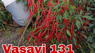 melyna Vasavi 131 #chilliseed