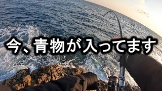 【山陰】春のショアジギングは皆さんが思うより青物が釣りやすい季節です。