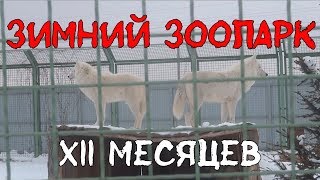 Зоопарк 12 месяцев в Киеве ЗИМОЙ! Не мерзнут ли волки на снегу? Отзыв и обзор!