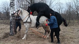 🔝ПЕРШИЙ ВИЇЗД САМУРАЯ💣💪ДО ДЕЛЯТИНА🪙🌲ДО КОБИЛИ🌺МАЇ🐎ВСЕ ПРОЇШЛО УСПІШНО🔥🎯