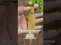 आले पिकातील करपा नियंत्रण adrak ginger agri farming turmeric