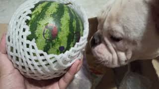 อเมริกันบูลลี่ กะทิรีวิวของพี่ๆ FC ส่งมาให้ขอรับ EP 11  [American Bully]