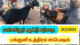 வள்ளியூர் ஆட்டு சந்தை 31/3/2023/ Vallioor Goat Market