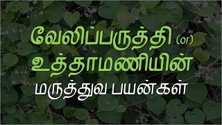 வேலிப்பருத்தி or உத்தாமணியின் மருத்துவ பயன்கள் | Pergularia daemia