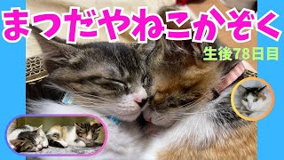 まつだやねこかぞく@mzda006　生後78日目 #子猫 #こねこ #kitten #赤ちゃん猫 #catparenting #猫の子育て #元野良猫 #保護猫