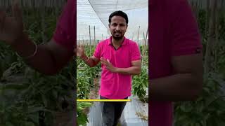 जुगाड़ शेडनेट हाउस खेती🔥💯#indianfarmer #shorts #farming #shortvideo #food #kisan