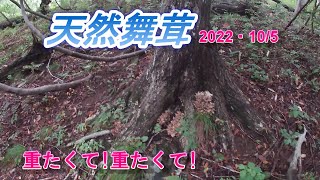 【天然舞茸】2022年10月5日重たくて!重たくて!