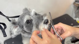 皮膚ケアが大事なミニチュアシュナウザーのトリミング✂︎（小町ちゃん）