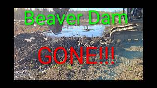 Excavator digs out beaver dam.