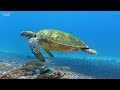 [NEW] 11HR Stunning 4K Underwater Footage - Rare, Colorful Sea Life Video - Relaxing Sleep Music #15