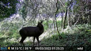 Stag and other Wild about Dorset wildlife