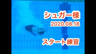 シュガー様　スタート撮影　一礼会　20200818