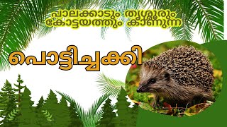 പൊട്ടിച്ചക്കി | The Bare Bellied Hedgehog | Madras Hedgehog | ഇത്തിൾപ്പന്നി Species of Least Concern