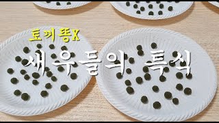 [관상용새우] 새우 자작 사료 만들기 - 뽕잎환 #미생물가루 #새우키우기