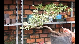 how to create a bonsai Wrightia religiosa