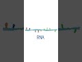 what are oligonucleotides dna rna