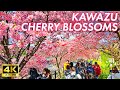 【日本を散歩】河津桜 発祥の地 見頃を迎えた桜並木 #4K