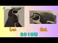 【小学生の疑問！】双子のペンギンはいるの？アクアス