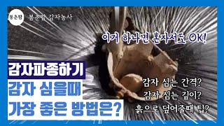 봉춘팜 감자농사|감자파종하기 감자심을때 가장 좋은방법은?