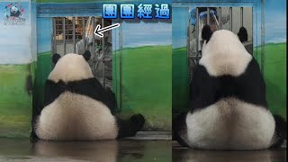 20220820 圓圓圓寶母女就是吃暑期課程，團團後場路過 The Giant Panda Yuan Bao and Yuan Yuan