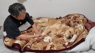 The fun days are over and I'm a little tired. 【Golden Retriever Japan】