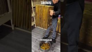 Peternakan kecoa yang menguntungkan di China 🪳