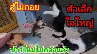 ตัวเล็กแต่ใจใหญ่🐈‍⬛@cats_home @stray_cats