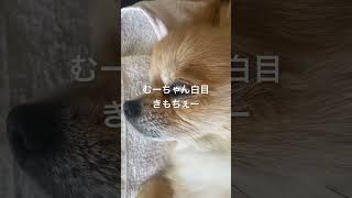 ポメチ　ポメラニアンチワワ　寝落ち　白目で　気持ちいい　Pomeranian chihuahua falling down with white eyes.