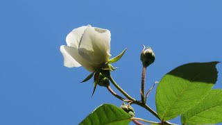 小さな窓の花ごよみ 1590 初夏の光 風薫る ♪J S バッハ  フーガ  Harp  Naoko Yoshiko ♪