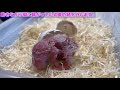 シロハラインコ誕生 孵化 　birth of a parakeet hatching 【caique parrot】