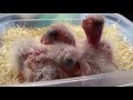 シロハラインコ誕生 孵化 　birth of a parakeet hatching 【caique parrot】