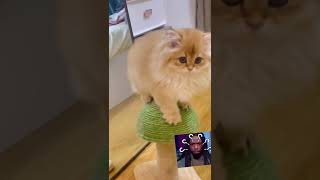 Funniest CatsBest Of The 2022 Funny Cat Videos Funny Cats #shorts #kutty #cat #pet