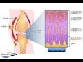 articular cartilage