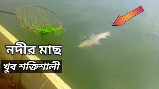 Wow!! Awesome River Fish Hunting | ধলেশ্বরী নদী থেকে বড় কালিবাউস মাছ শিকার | Natural Fishing Video