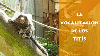 La vocalización del mono tití - AAP