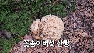 #꽃송이버섯 #산행