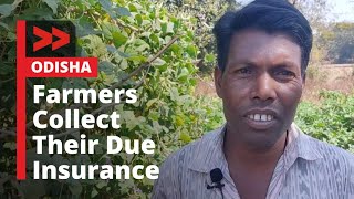 IMPACT | ମିଳିଲା ବୀମା ରାଶି | Farmers in Balangir Receives Due Insurance Amount